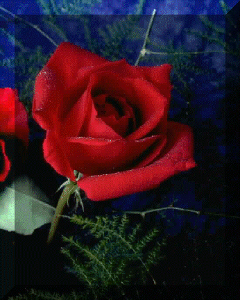 je vous offre cette belle rose en guise d'amitie a celle qui la veut.